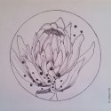 Protea, a drawing by Megan Coetzee