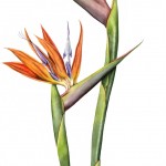 Bird of Paradise, a painting by Lynne Henderson