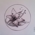 Lotus, a drawing by Megan Coetzee